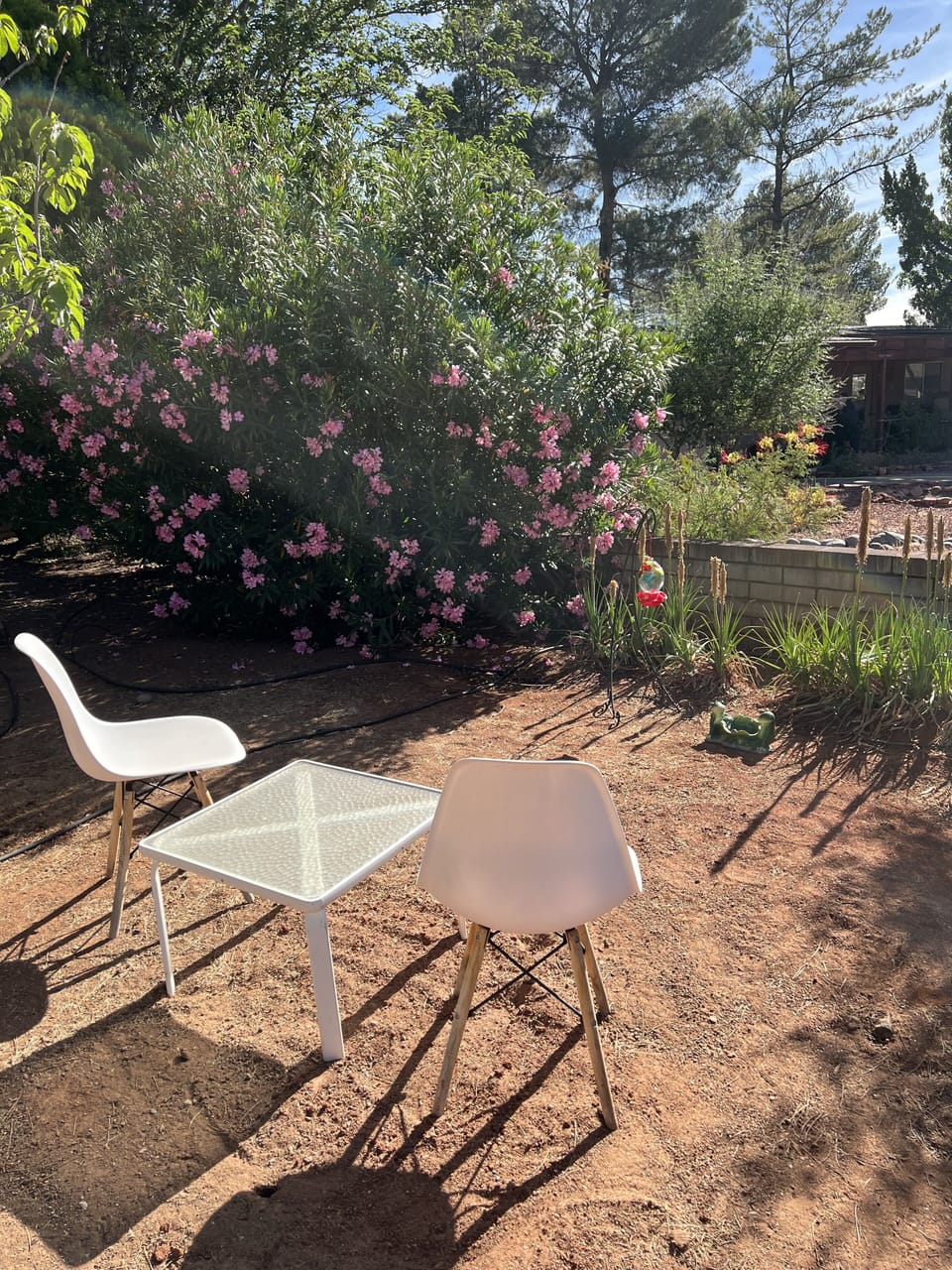 Watch the hummingbirds!