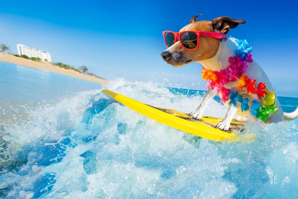 Daytona Beach Vacation Home Airbnb  VRBO  Pet Friendly