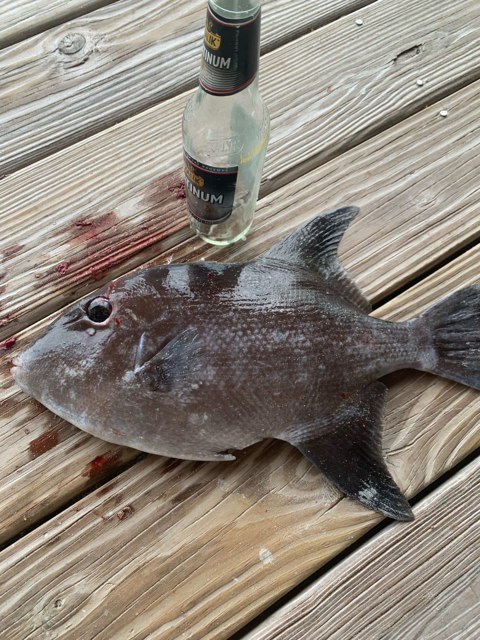 Trigger Fish caught near house. 