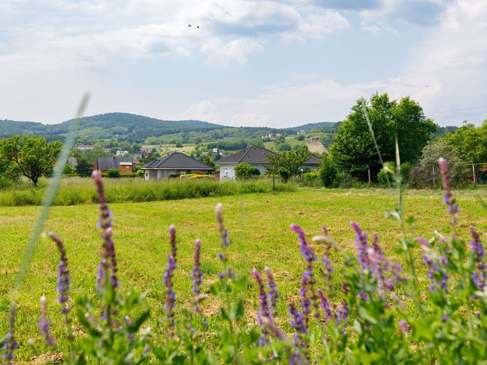 Flower, Sky, Cloud, Plant, Green, Natural Landscape, Mountain, Tree, Land Lot