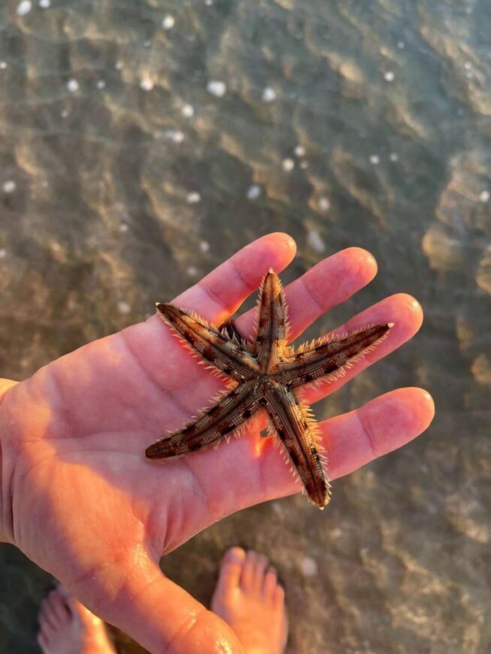 Encanto beach starfish