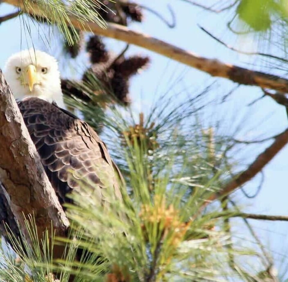You may see a bald eagle while staying with us.