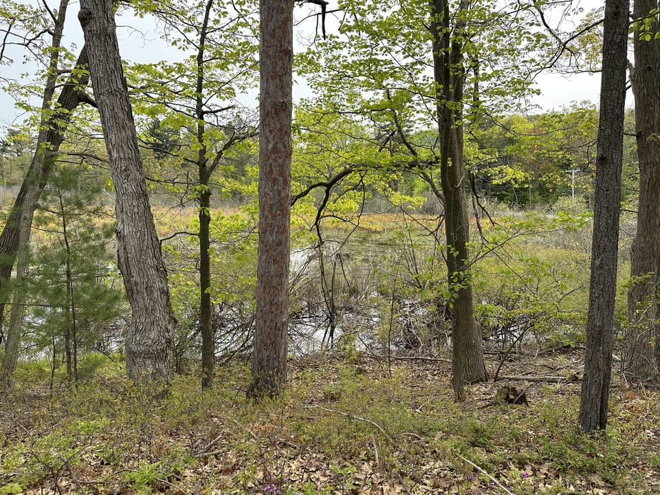 View of cranberry bog from behind Ridge Point