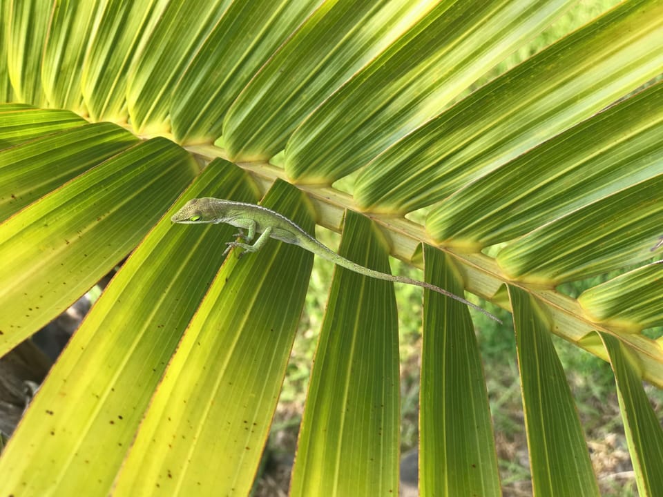 Find local wildlife everywhere!