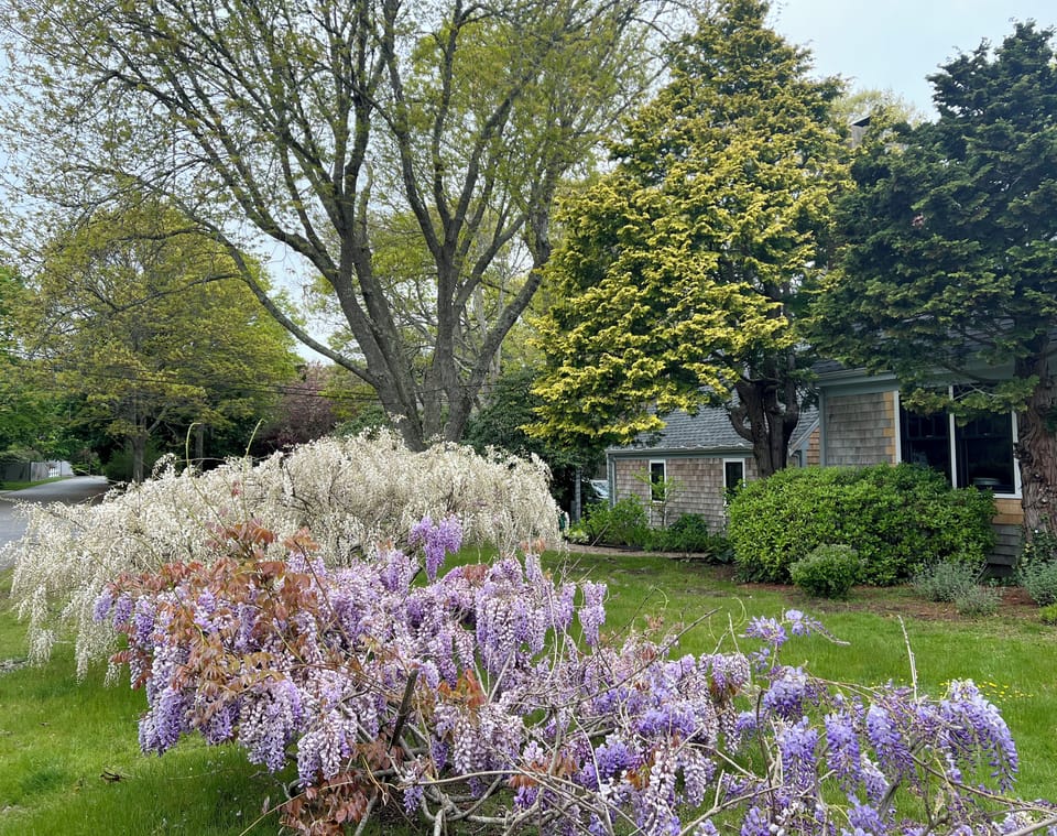 There's always something in bloom!