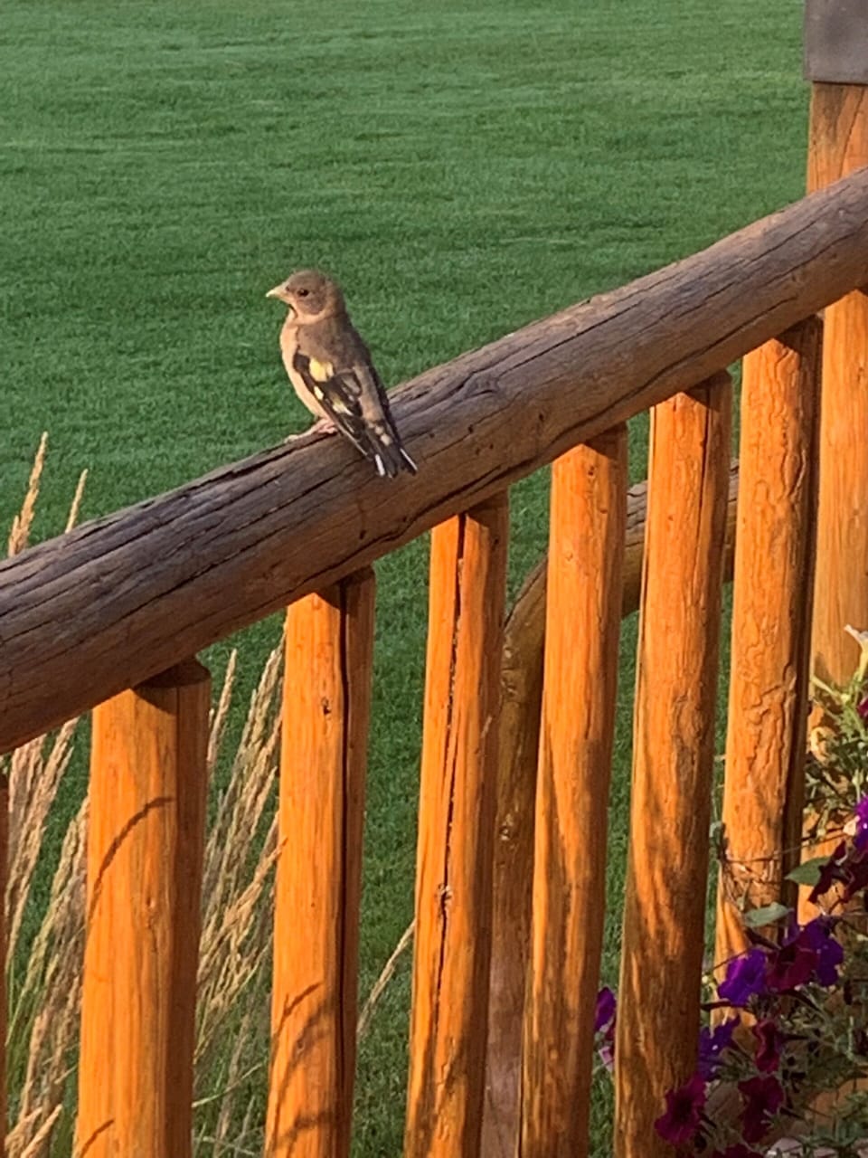 Grosbeak on the railing of the deck