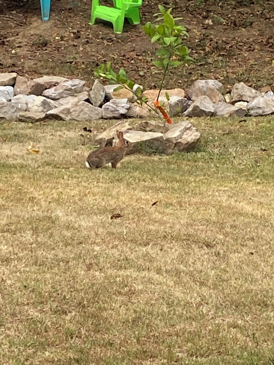 Sprint the Rabbit loves to visit:)