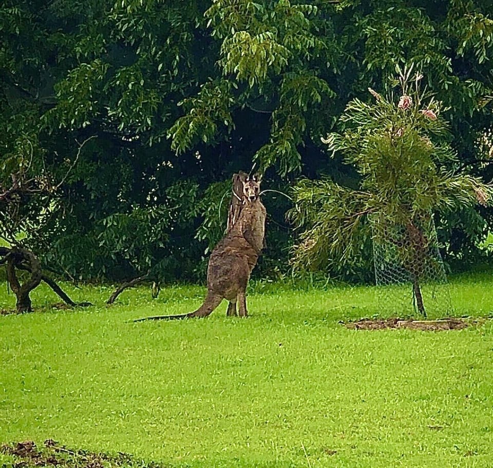 These Australian natives visit our property from time to time. 