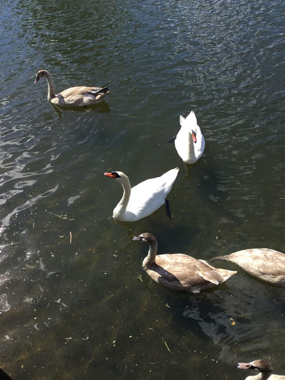 Swan show!