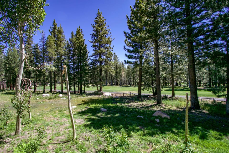 Tree, Fir, Tree Trunk