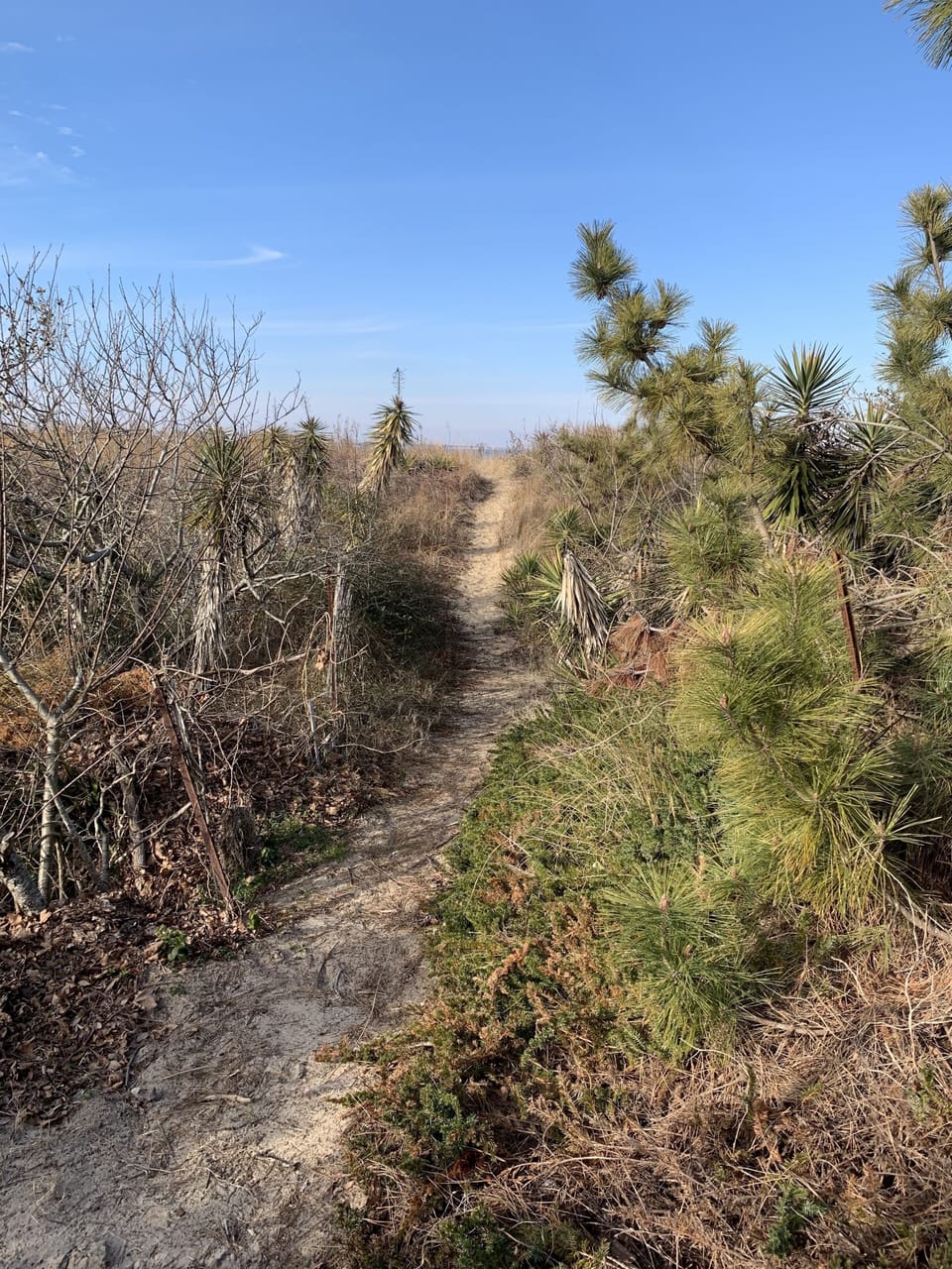Tree, Ground, Fir, Road, Gravel