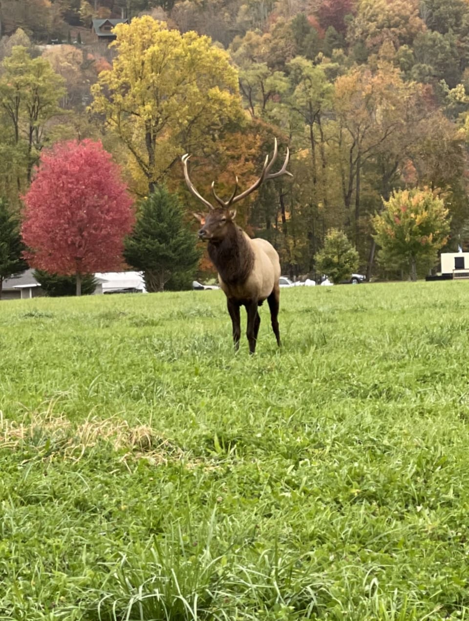 These gentle giants roam the fields surrounding the home.