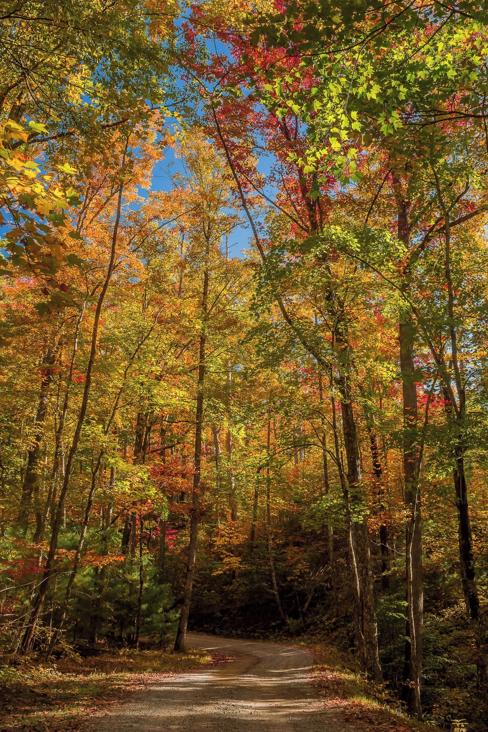 Keep your eyes peeled for native wildlife along the Blue Ridge Parkway, from black bears to white-tailed deer, as they roam freely in their mountain habitat ⎯ just 35 miles away!
