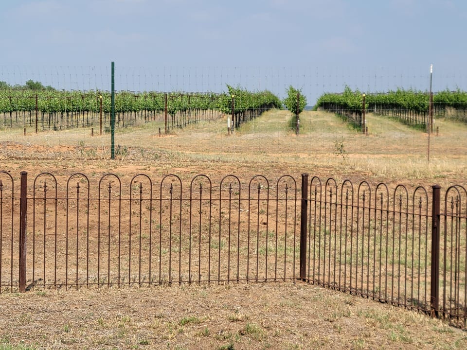 Just outside the fenced courtyard is Uplift Vineyard.