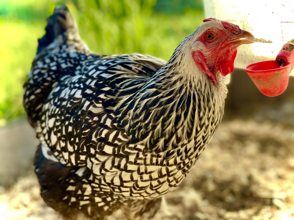 Fresh brown, white chocolate, blue & yep, green eggs from our sweet girl Sage!
