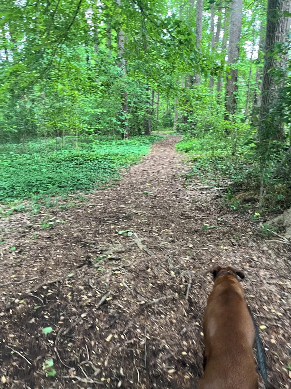Neighborhood Walking Trails