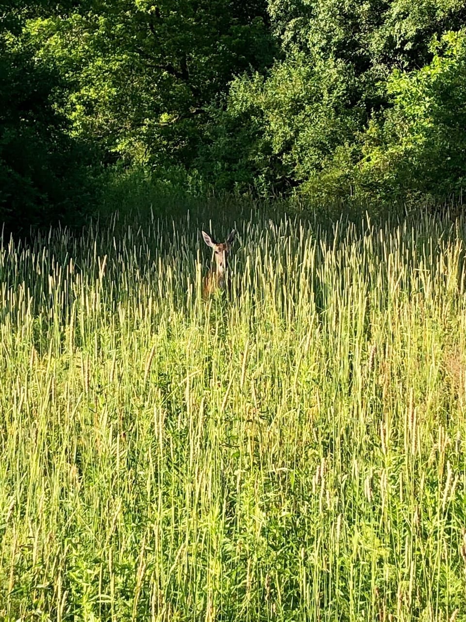 Regular visitors in the yard...