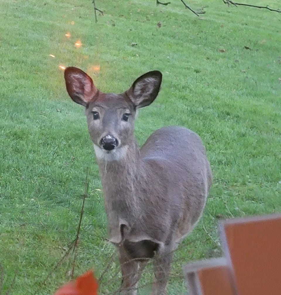 Deer right outside the dining room window.  They like to come to the bird feeder