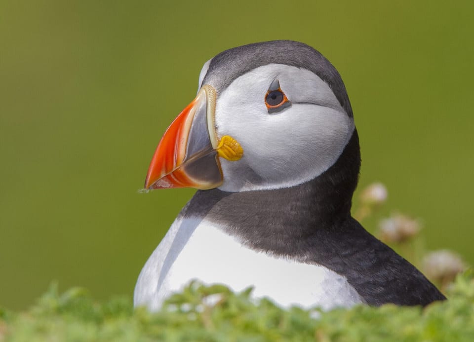 Puffins on Great-Saltee-Co.Wexford