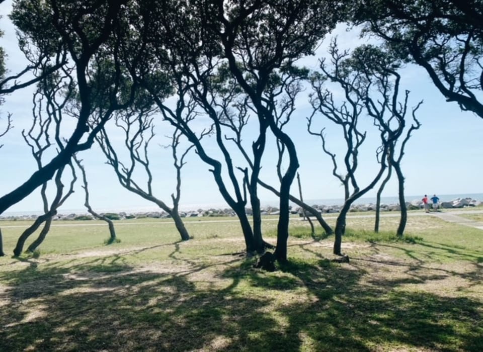 Ft Fisher Live Oak trees along the ocean