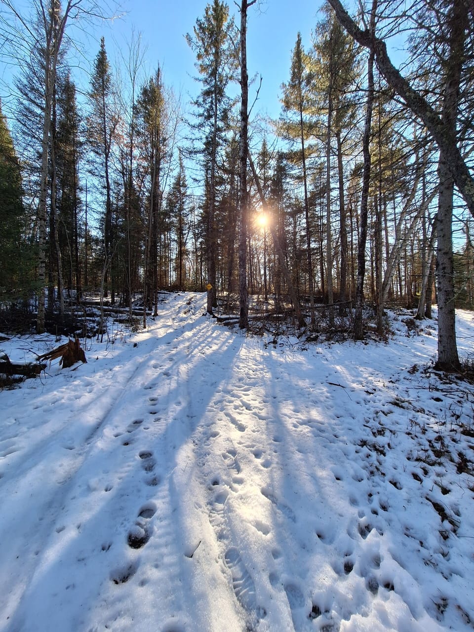 Sunshine through the trees.