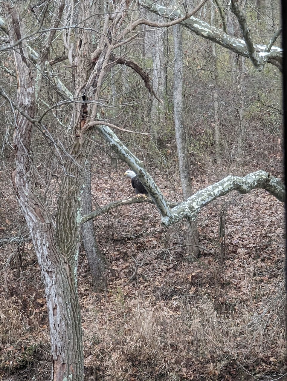 Eagle in back yard