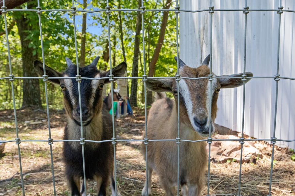 Goats