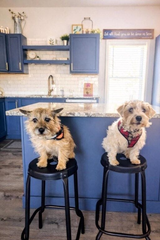 Even the pups love hanging out at the kitchen island.