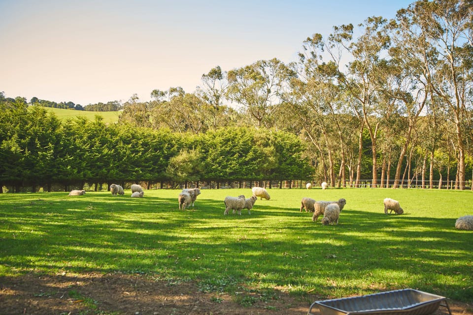 Meet our flock of sheep