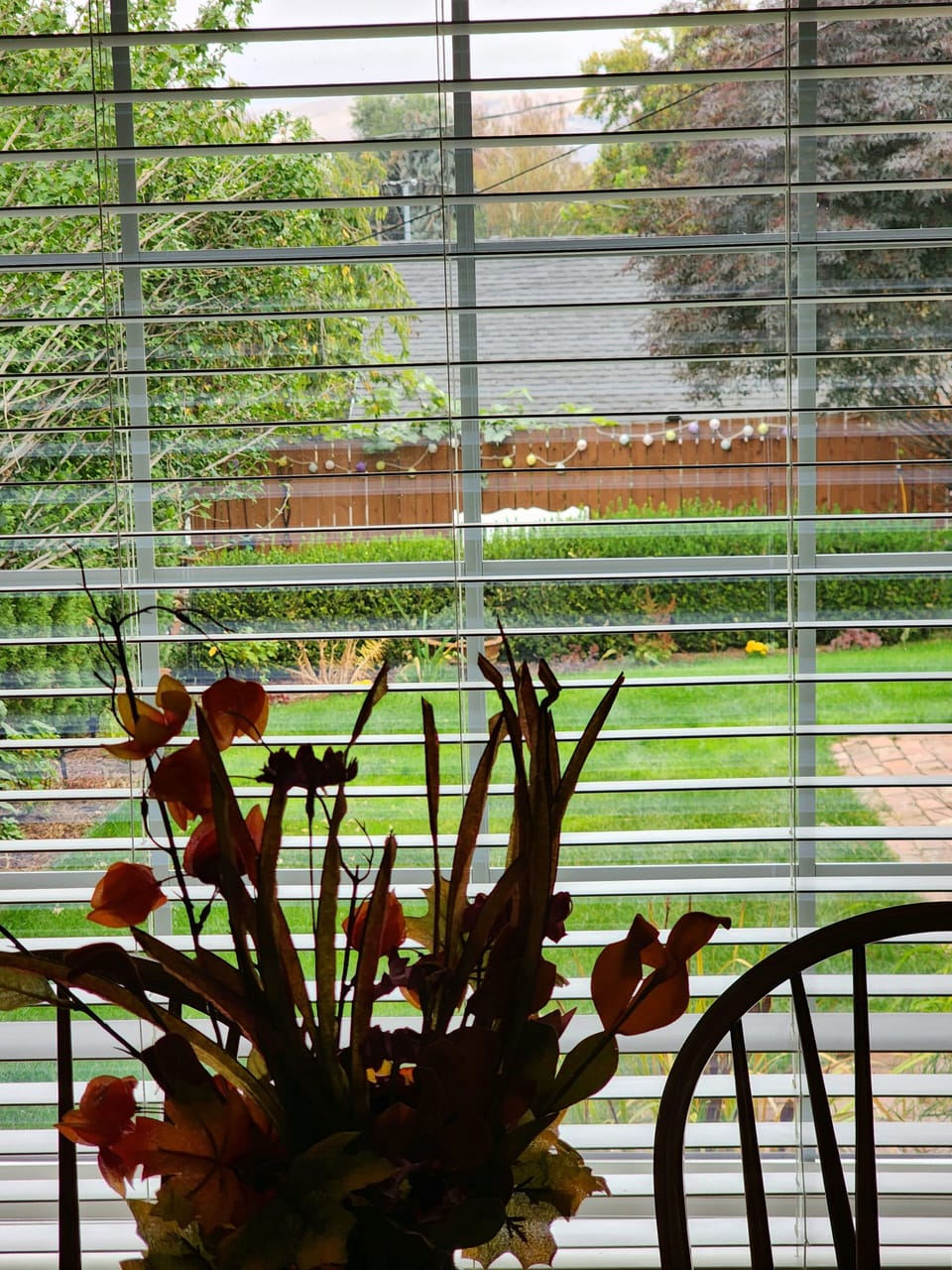 View out the Dining Room