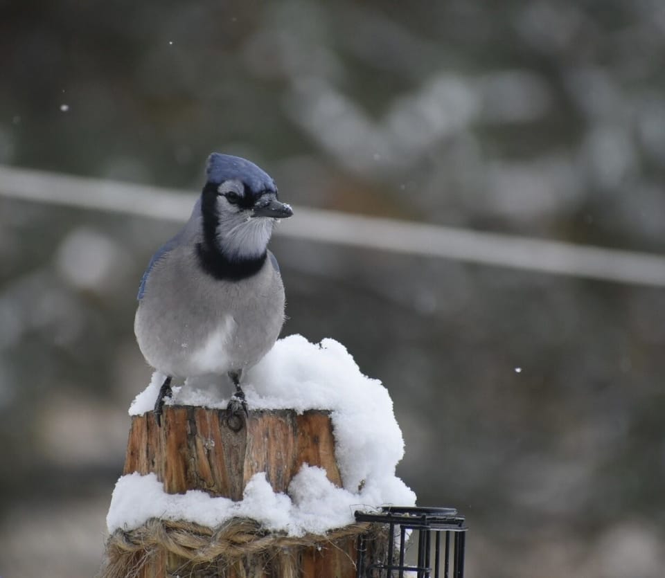 great birding opportunities