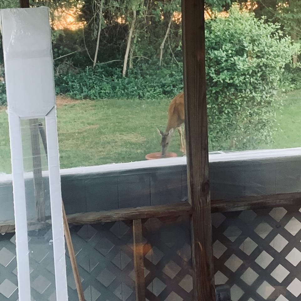 Deer drinking in yard
