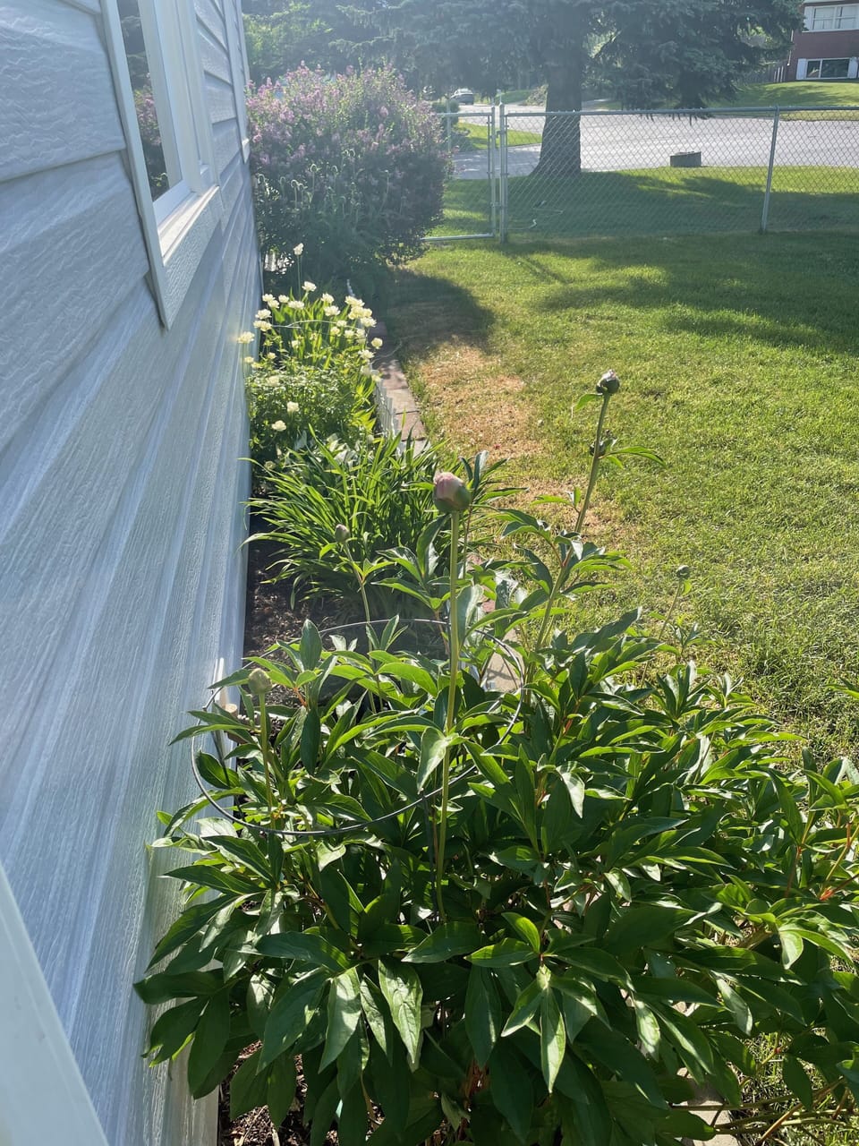 The Peonies should bloom around summer solstice. 