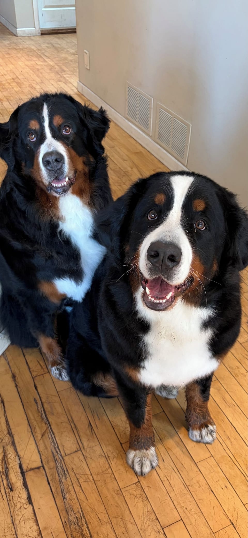 Tisha (b. 07/24), with Sophie (b. 11/18) female Bernese Mountain dogs.