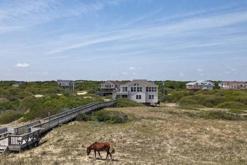 Wild Horses All Over!