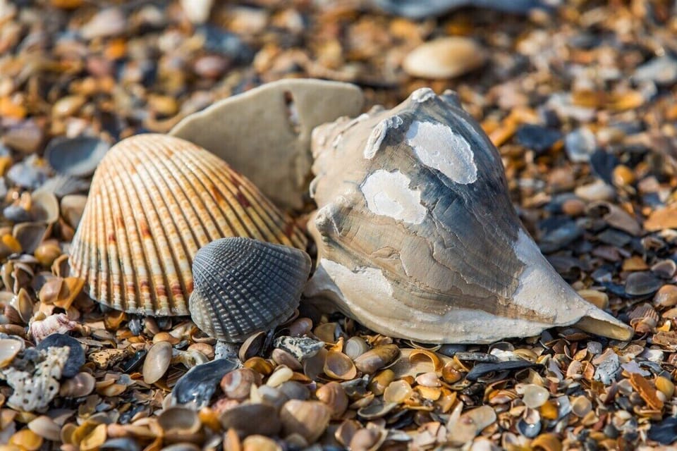 Great Beaches for Shelling and Shark Tooth Hunting