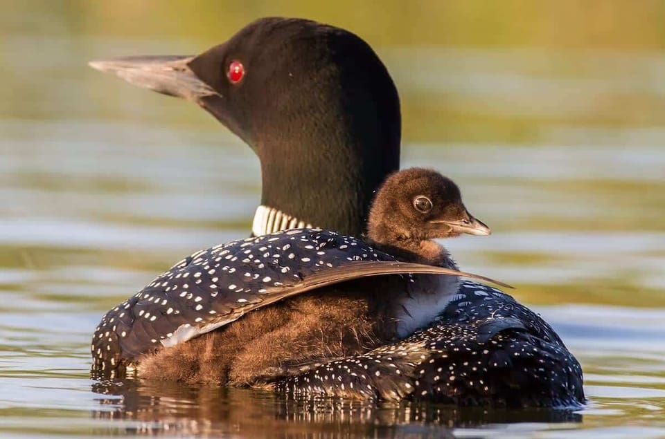 Brantingham Lake is famous with the local residents for the Loons that make their beautiful calls in the evenings.   You will see them swimming around the lake often.   