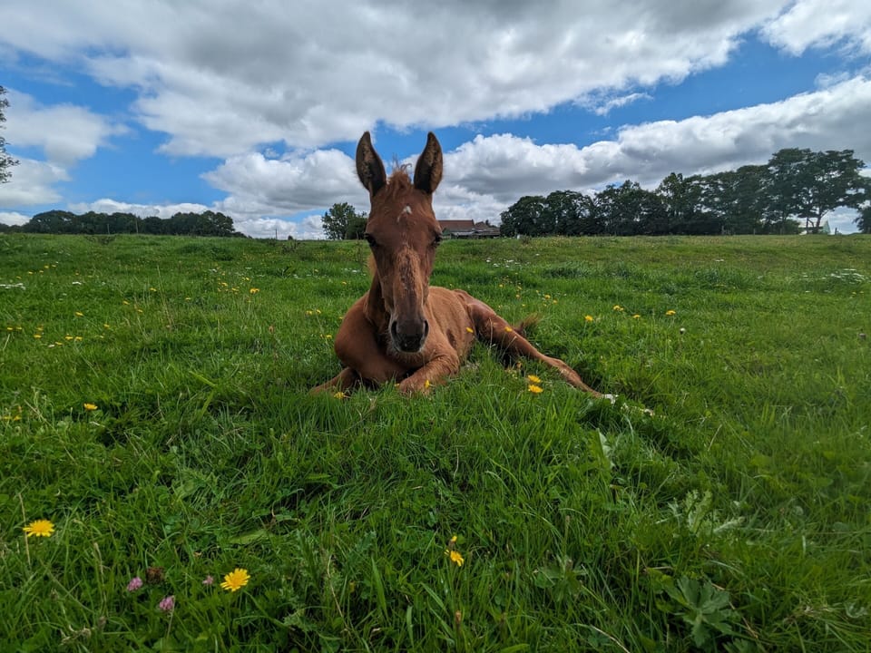 Miscellaneous