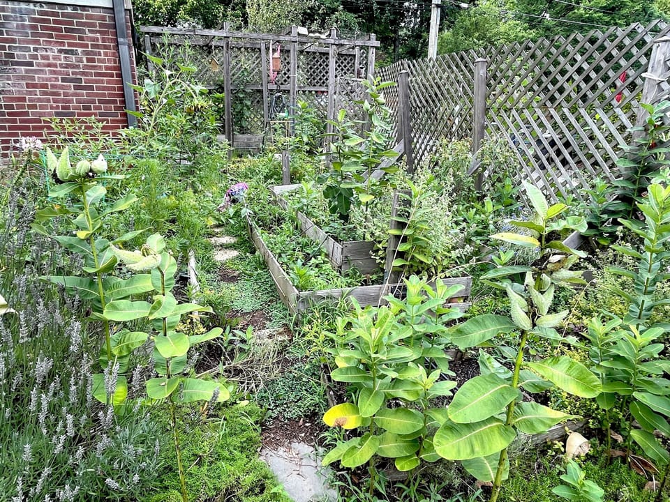 Vegetable (weed) garden. lol
