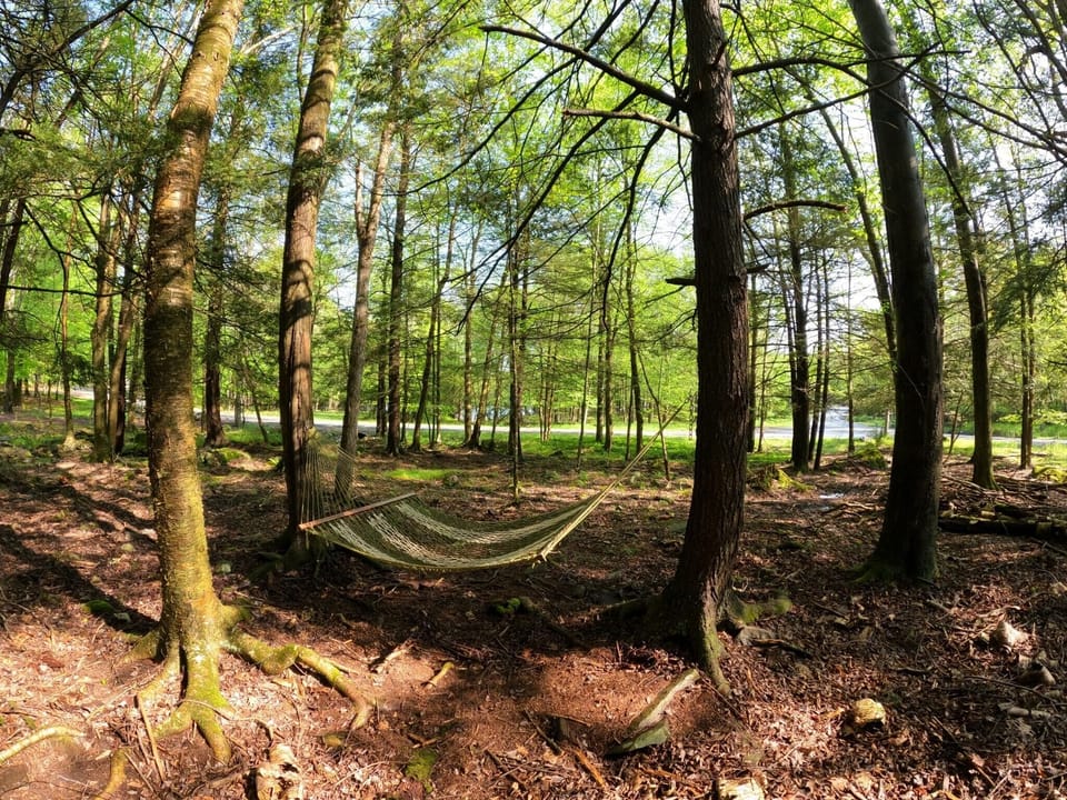 Hammock in the backyard of the house