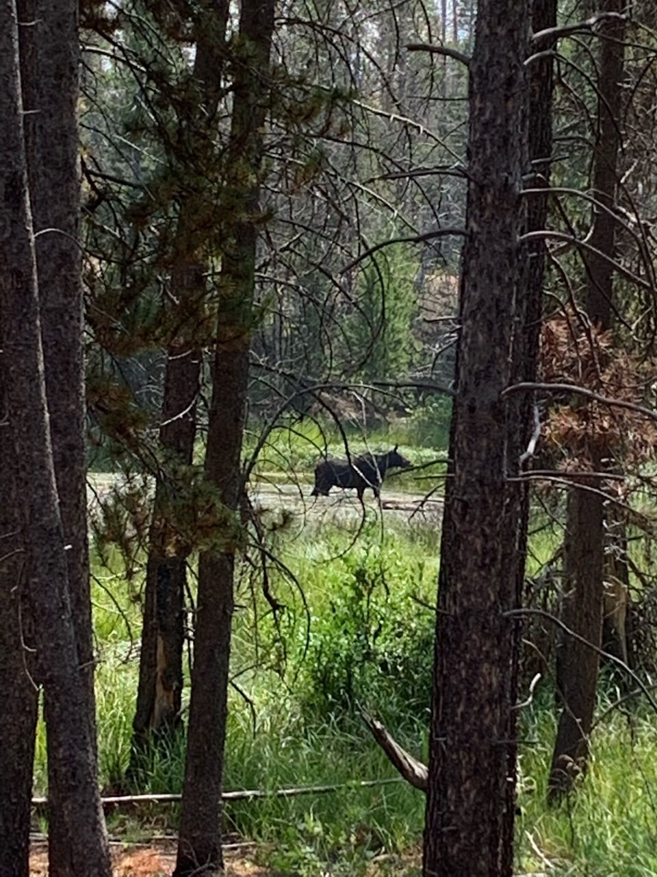 Enjoy the wildlife!