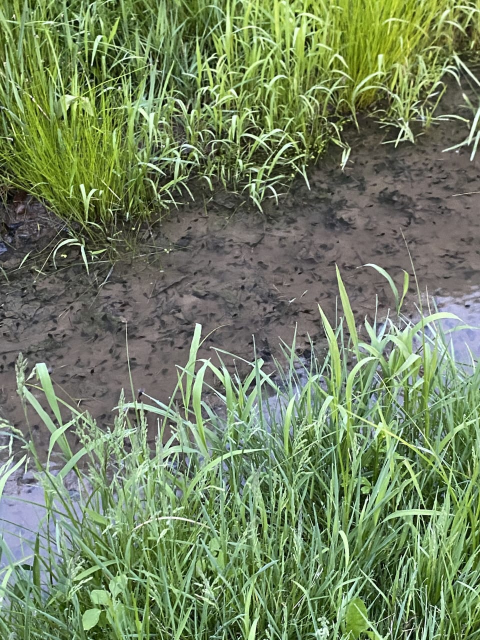 Tadpoles in the creek.