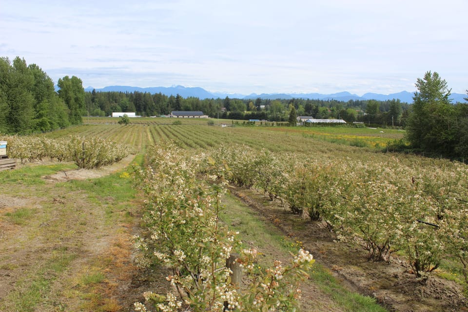 View of the Farm