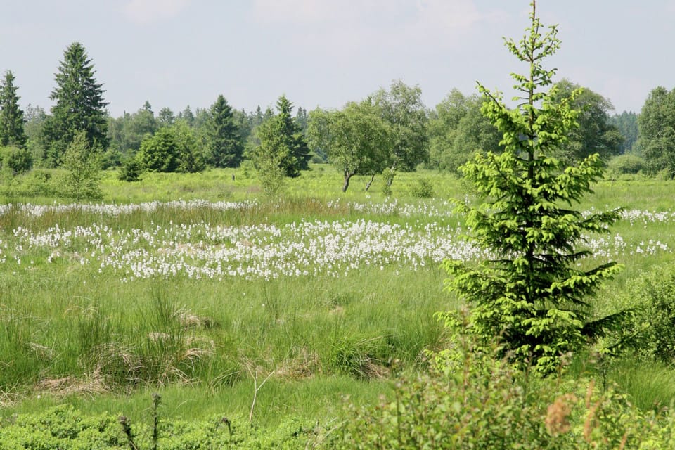 Region [summer] (>5 km)