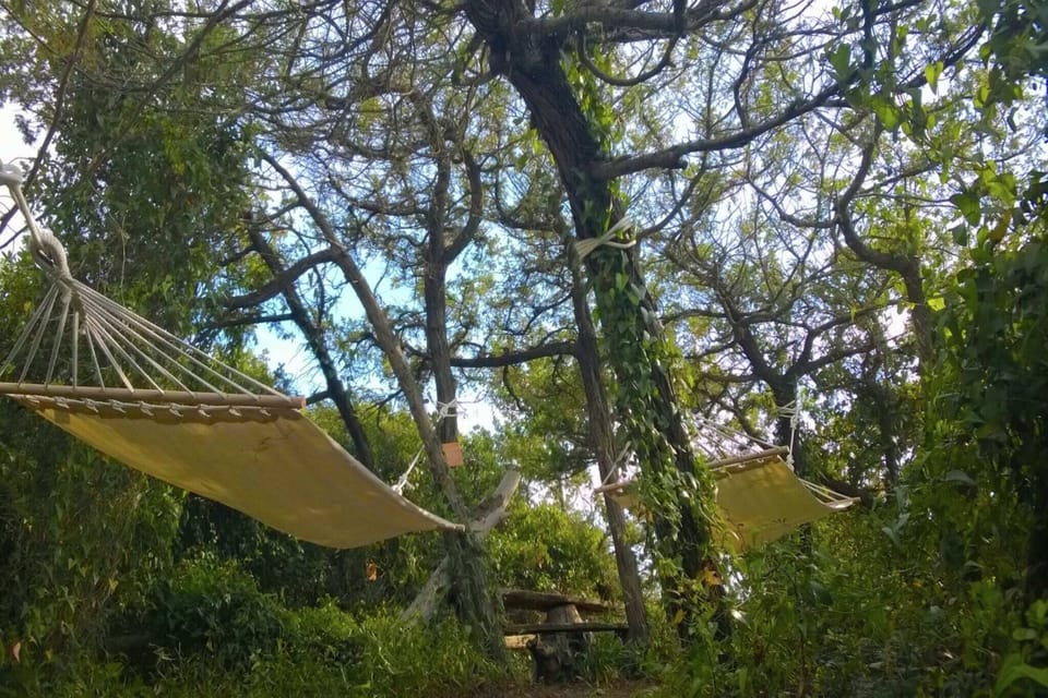 Garden [summer]