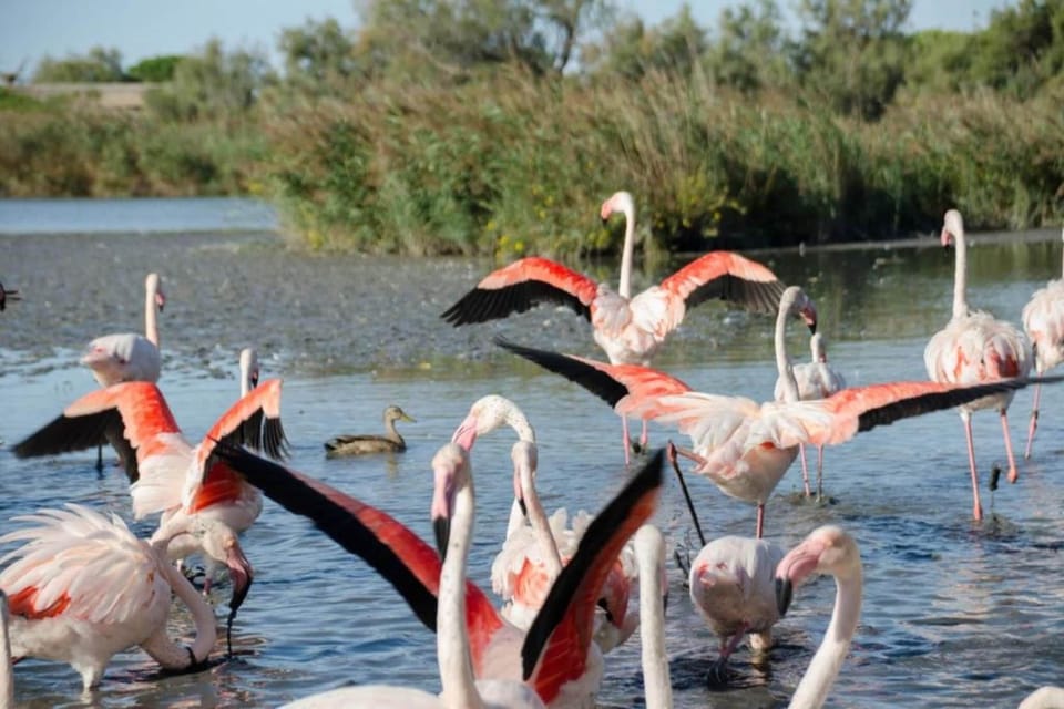 Region [summer] (>5 km)