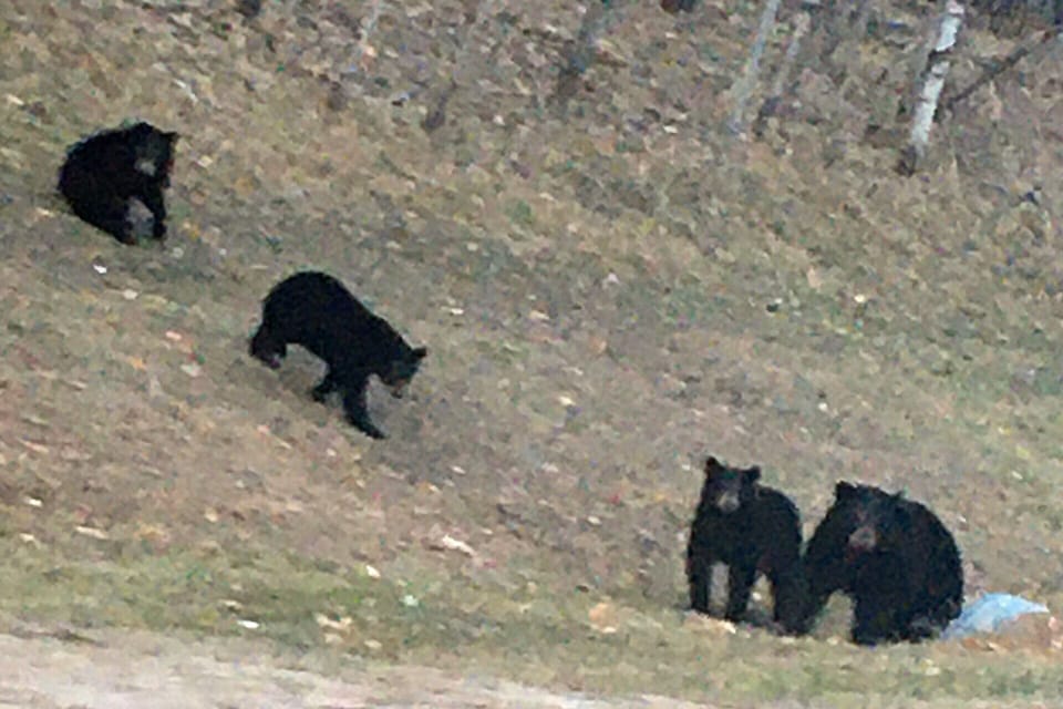 Mamma Bear and Cubs