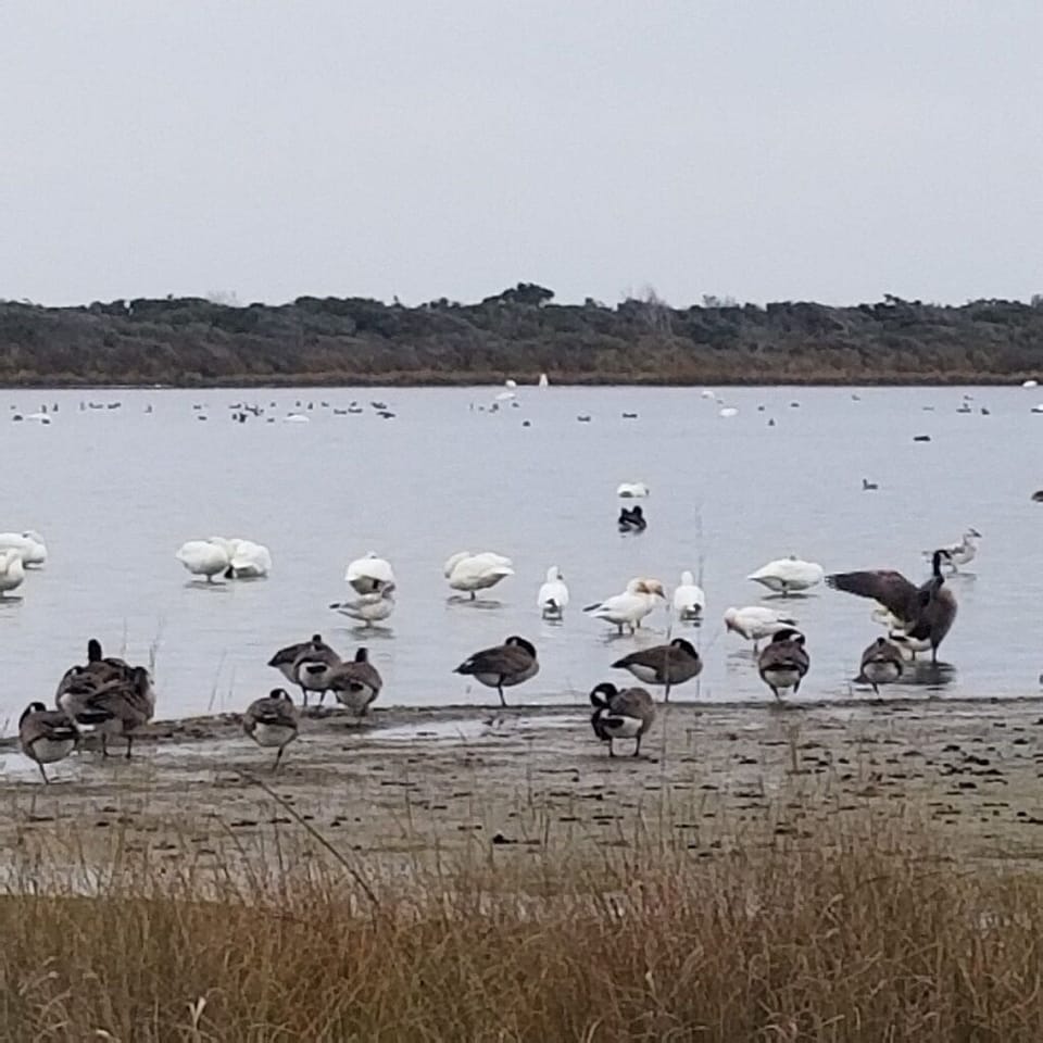 Waterfowl at Pea Island