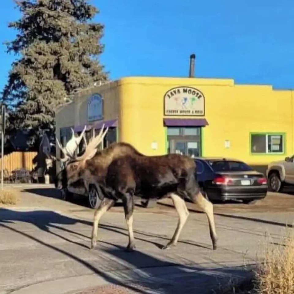 Moose in town