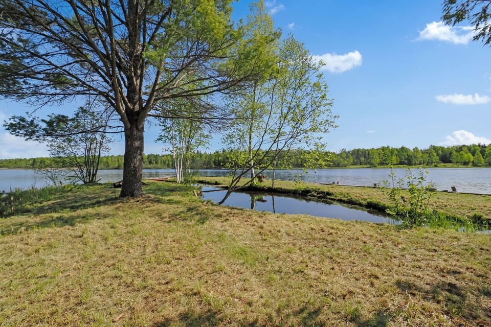 Tree, Water, Tree Trunk, Nature, Land